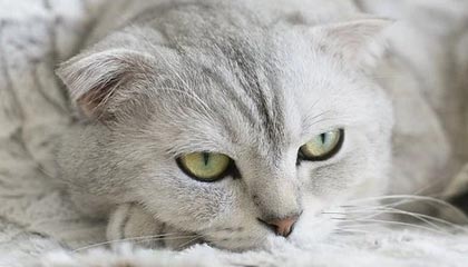 半岛体育：把热爱打磨成可信的体育叙事